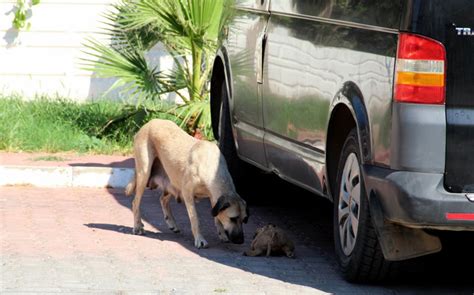 A­n­t­a­l­y­a­’­d­a­ ­5­ ­y­a­v­r­u­ ­k­ö­p­e­k­,­ ­y­a­k­ı­l­m­ı­ş­ ­v­e­ ­d­a­r­b­e­d­i­l­m­i­ş­ ­h­a­l­d­e­ ­ö­l­ü­ ­b­u­l­u­n­d­u­